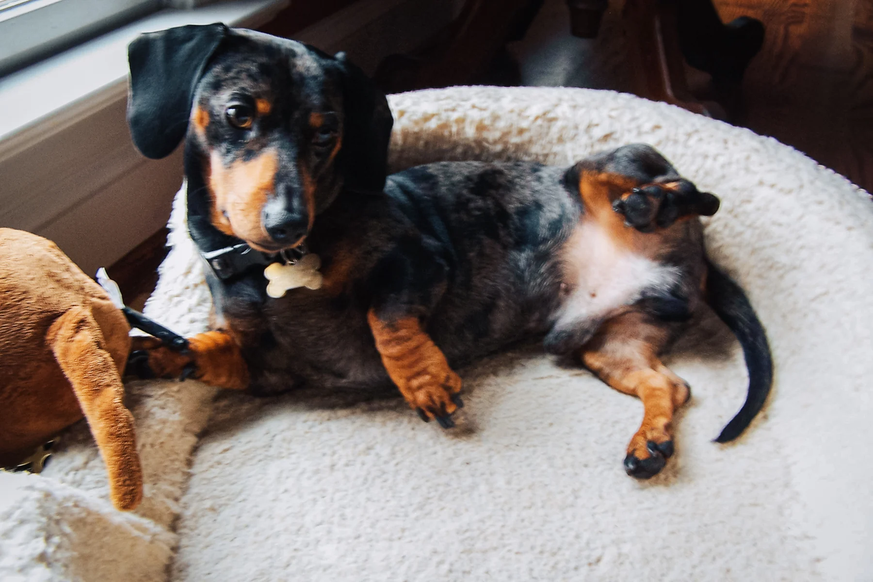 Charlie, a brown and black dapple dachshund, lounging by a window